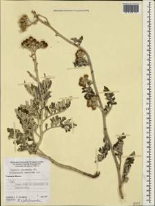 Jacobaea maritima subsp. maritima, Крым (KRYM) (Россия)