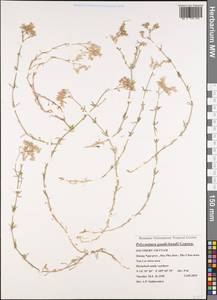 Polycarpaea gaudichaudii Gagnep., Зарубежная Азия (ASIA) (Вьетнам)