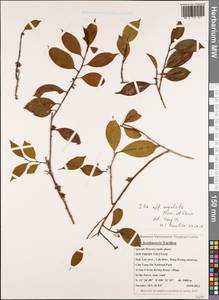 Ilex angulata Merr. & Chun, Зарубежная Азия (ASIA) (Вьетнам)