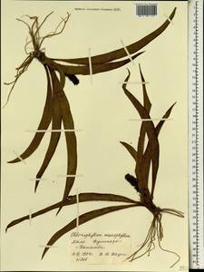 Chlorophytum macrophyllum (A.Rich.) Asch., Африка (AFR) (Мали)
