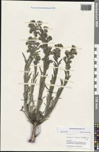 Оносма многоцветная Klokov, Восточная Европа, Ростовская область (E12a) (Россия)