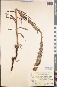 Синяк пятнистый (L.) Böhle & Hilger, Восточная Европа, Северо-Украинский район (E11) (Украина)