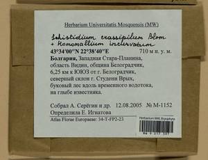 Homomallium incurvatum (Schrad. ex Brid.) Loeske, Гербарий мохообразных, Мхи - Западная Европа (BEu) (Болгария)