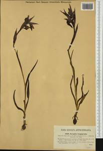 Серапиас сошниковый (Burm.f.) Briq., Западная Европа (EUR) (Италия)