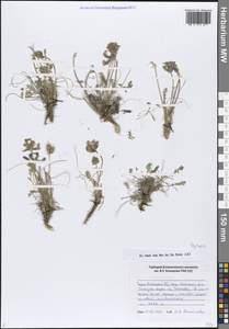 Остролодочник, Сибирь, Алтай и Саяны (S2) (Россия)