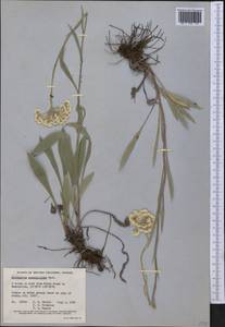Antennaria anaphaloides Rydb., Америка (AMER) (Канада)