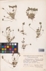 Рогоглавник серповидный (L.) Cramer, Восточная Европа, Нижневолжский район (E9) (Россия)