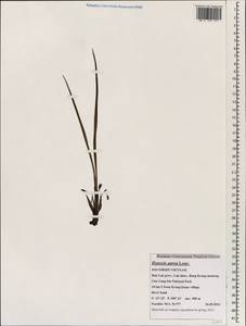 Hypoxis aurea Lour., Зарубежная Азия (ASIA) (Вьетнам)