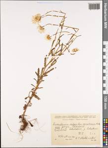 Нивяник обыкновенный, Поповник Lam., Кавказ, Грузия (K4) (Грузия)