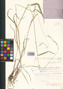 Пырейник смешиваемый (Roshev.) Tzvelev, Сибирь, Чукотка и Камчатка (S7) (Россия)