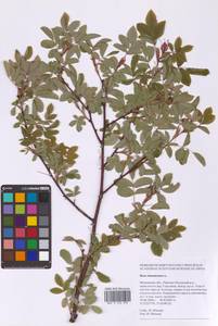 Шиповник майский Herrm., Восточная Европа, Московская область и Москва (E4a) (Россия)