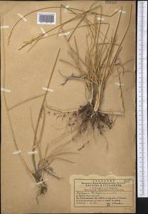 Thinopyrum intermedium subsp. intermedium, Средняя Азия и Казахстан, Западный Тянь-Шань и Каратау (M3) (Казахстан)