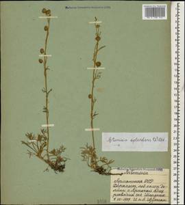 Полынь блестящая Willd., Кавказ, Армения (K5) (Армения)
