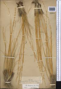 Ковыль Лессинга Trin. & Rupr., Средняя Азия и Казахстан, Муюнкумы, Прибалхашье и Бетпак-Дала (M9) (Казахстан)