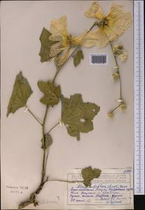 Шток-роза голоцветковая (Lindl.) Boiss., Средняя Азия и Казахстан, Северный и Центральный Тянь-Шань (M4) (Казахстан)
