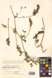 Астрагал приморский Boriss., Сибирь, Дальний Восток (S6) (Россия)