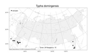 Typha domingensis, Рогоз доминиканский Pers., Атлас флоры России (FLORUS) (Россия)