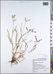 Дактилоктениум египетский (L.) Willd., Зарубежная Азия (ASIA) (Индия)