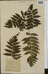 Cyathea multiflora Sm., Америка (AMER) (Колумбия)