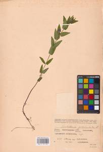 MHA 0 155 425, Шлемник обыкновенный L., Восточная Европа, Нижневолжский район (E9) (Россия)