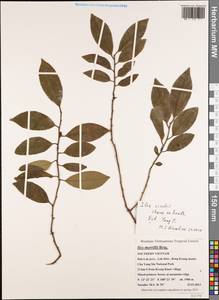 Ilex viridis Champ. ex Benth., Зарубежная Азия (ASIA) (Вьетнам)