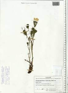 Adonis ×hybrida C. F. Wolff ex Nyman, Восточная Европа, Средневолжский район (E8) (Россия)