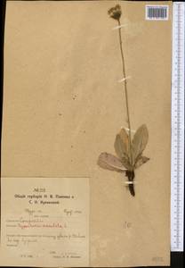 Trommsdorffia maculata (L.) Bernh., Средняя Азия и Казахстан, Северный и Центральный Казахстан (M10) (Казахстан)