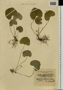 Фиалка лысая Ledeb., Восточная Европа, Московская область и Москва (E4a) (Россия)