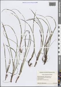 Осока верещатниковая Pollich, Восточная Европа, Северный район (E1) (Россия)