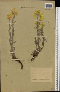 Цмин песчаный (L.) Moench, Восточная Европа, Белоруссия (E3a) (Белоруссия)