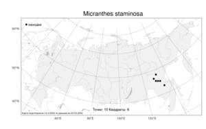 Micranthes staminosa, Камнеломка тычинковая (Schlothg. & Vorosch.) Tkach, Атлас флоры России (FLORUS) (Россия)