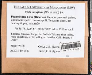 Ulota curvifolia (Wahlenb.) Sw., Гербарий мохообразных, Мхи - Якутия (B19) (Россия)