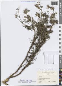 Астрагал сирийский L., Сибирь, Якутия (S5) (Россия)