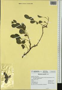 Atadinus pumilus subsp. pumilus, Западная Европа (EUR) (Италия)