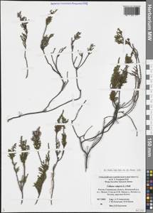 Вереск обыкновенный (L.) Hull, Восточная Европа, Западный район (E3) (Россия)