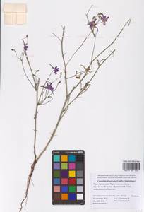 Delphinium consolida subsp. divaricatum (Ledeb.) A.Nyár., Восточная Европа, Нижневолжский район (E9) (Россия)