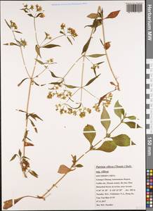 Patrinia villosa (Thunb.) Juss., Зарубежная Азия (ASIA) (КНР)