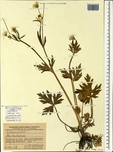Лютик крупноцветковый L., Кавказ, Азербайджан (K6) (Азербайджан)