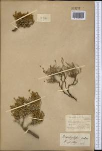 Анабазис солончаковый (C. A. Mey.) Benth. ex Volkens, Средняя Азия и Казахстан, Северный и Центральный Казахстан (M10) (Казахстан)