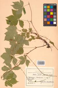 Rubus pseudojaponicus Koidz., Сибирь, Дальний Восток (S6) (Россия)