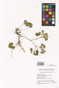 Селезеночник очереднолистный L., Восточная Европа, Центральный район (E4) (Россия)