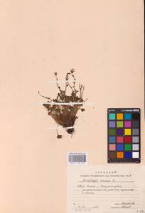 Камнеломка наклоненная, Камнеломка поникающая L., Восточная Европа, Северный район (E1) (Россия)