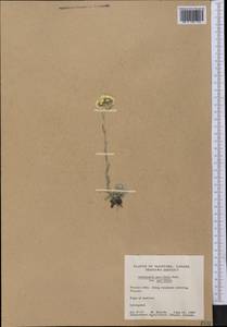 Antennaria parvifolia Nutt., Америка (AMER) (Канада)