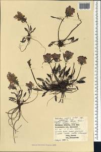 Мытник судетский Willd., Сибирь, Западная Сибирь (S1) (Россия)