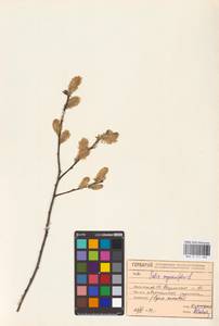 Ива мирзинолистная, Ива чернеющая Salisb., Восточная Европа, Белоруссия (E3a) (Белоруссия)