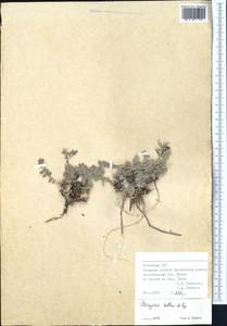 Astragalus kelleri Popov, Средняя Азия и Казахстан, Памир и Памиро-Алай (M2) (Узбекистан)