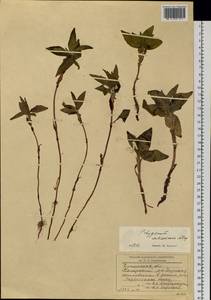 Koenigia ×subsericea (Popov), Сибирь, Прибайкалье и Забайкалье (S4) (Россия)