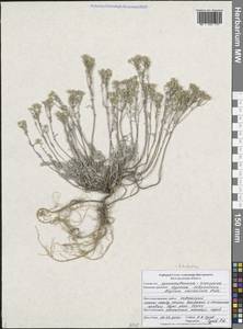 Odontarrhena tortuosa subsp. tortuosa, Восточная Европа, Центральный лесостепной район (E6) (Россия)