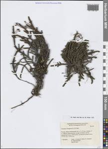 Кассиопа четырехгранная (L.) D.Don, Сибирь, Западная Сибирь (S1) (Россия)