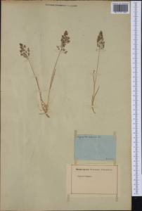 Agrostis alpina Scop., Западная Европа (EUR) (Германия)